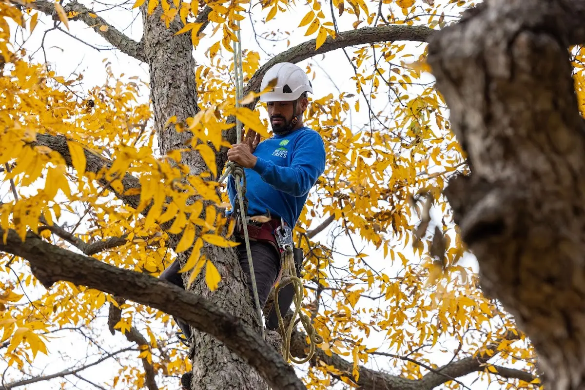 Skilled Tree Planting crew working in Chesterfield